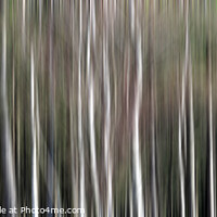 Buy canvas prints of Sliver Birch Trees by Stuart Wyatt