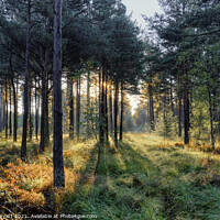 Buy canvas prints of Soft sunrays through trees at Moors Valley by Stuart Wyatt