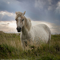 Buy canvas prints of Dartmoor Pony by Stuart Wyatt