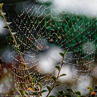 Buy canvas prints of Spider Web by Stuart Wyatt