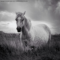 Buy canvas prints of Dartmoor Pony by Stuart Wyatt