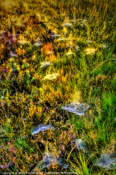 Cobwebs on the forest floor Picture Board by Stuart Wyatt