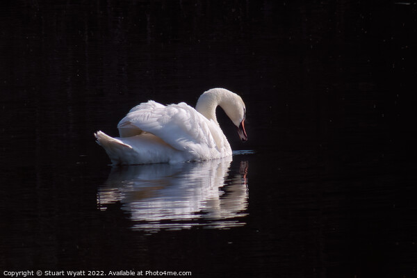 Swan Picture Board by Stuart Wyatt