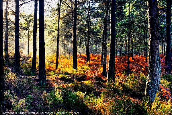 Sunrise in the forest Picture Board by Stuart Wyatt