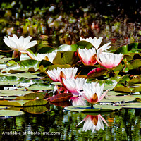 Bright White Water Lily