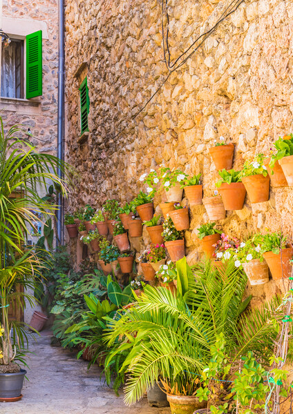 Charming Flower Pots in Valledemossa Picture Board by Alex Winter