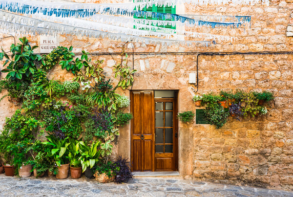 Potted plant, Rustic Charm in Valldemossa Picture Board by Alex Winter