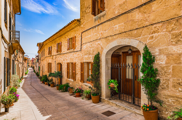 Potted plants in Alcudia on Mallorca, Spain Picture Board by Alex Winter