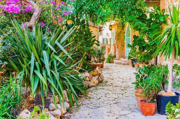 Mediterranean house with beautiful flower pots and potted plants garden Picture Board by Alex Winter