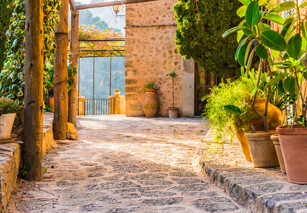 Mediterranean terrace with beautiful potted plants and idyllic sunset light Picture Board by Alex Winter