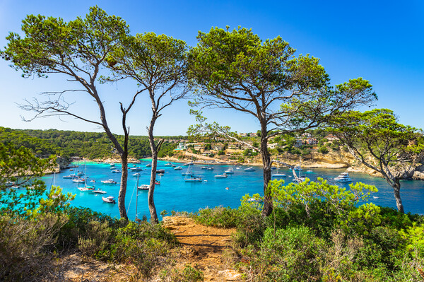 Idyllic island scenery of Portals Vells, Majorca Picture Board by Alex Winter