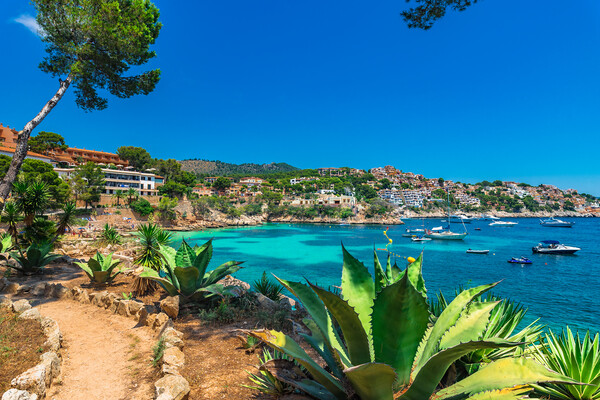 Cala Fornells beach bay on Majorca Picture Board by Alex Winter
