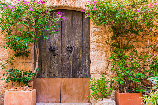Old door with potted plants decoration Picture Board by Alex Winter