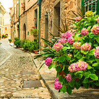 Buy canvas prints of Flowers street in Fornalutx by Alex Winter