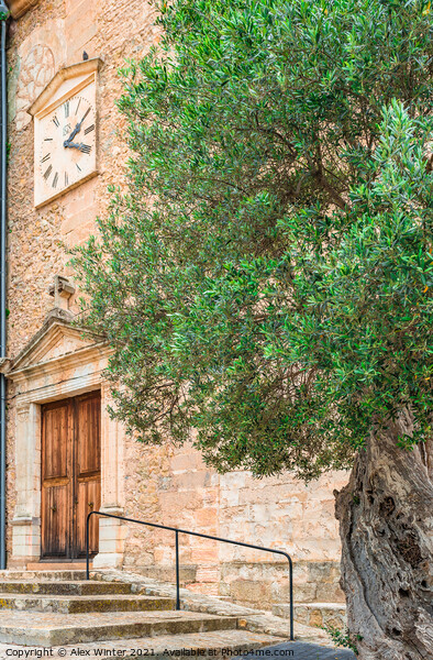 View of old olive tree in mediterranean village Picture Board by Alex Winter