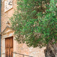 Buy canvas prints of View of old olive tree in mediterranean village by Alex Winter