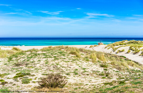 Beautiful dunes landscape on Mallorca Spain Picture Board by Alex Winter