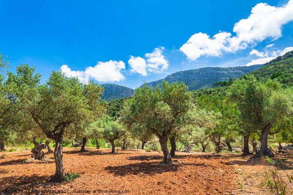 Olive trees field Picture Board by Alex Winter
