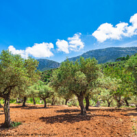 Buy canvas prints of Olive trees field by Alex Winter
