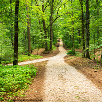 Buy canvas prints of Green forest with idyllic walkway by Alex Winter