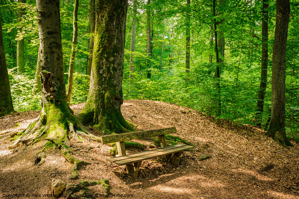 Idyllic place Enchanting Forest Bench Picture Board by Alex Winter