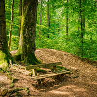 Buy canvas prints of Idyllic place Enchanting Forest Bench by Alex Winter