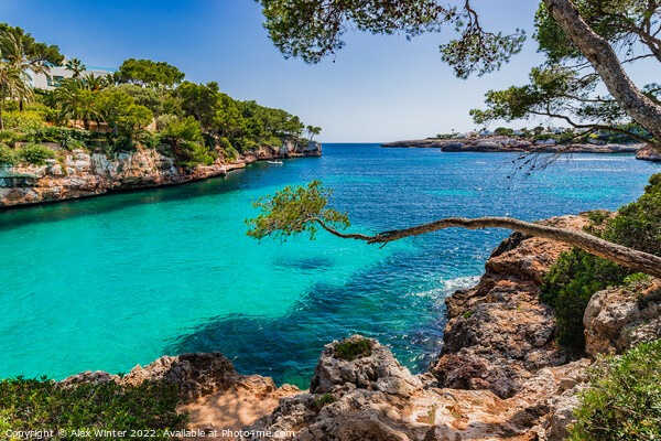 Majorca, bay, idyllic, cala d or Picture Board by Alex Winter