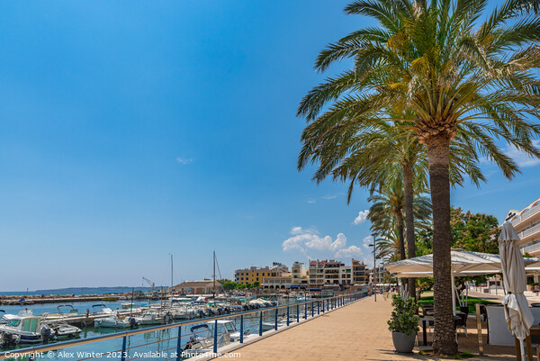 Port in Cala Bona on Mallorca island Spain Picture Board by Alex Winter