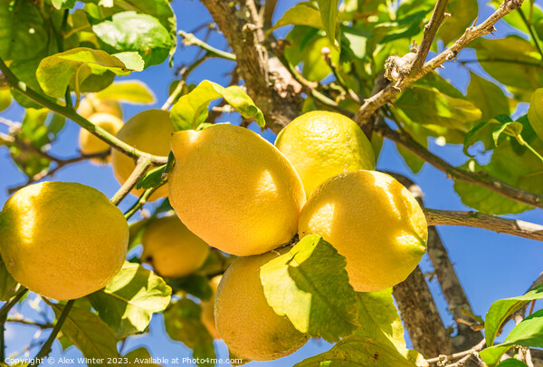 Juicy yellow lemon fruits, Plant tree Picture Board by Alex Winter