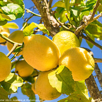 Buy canvas prints of Juicy yellow lemon fruits, Plant tree by Alex Winter