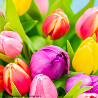 Buy canvas prints of Multi-colored fresh tulips spring flowers close-up by Alex Winter