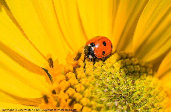 sunflower with beetle Picture Board by Alex Winter