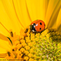 Buy canvas prints of sunflower with beetle by Alex Winter