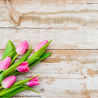 Buy canvas prints of bunch of Pink tulip flowers by Alex Winter
