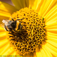 Buy canvas prints of bumblebee sunflower by Alex Winter