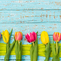 Buy canvas prints of Colorful tulips by Alex Winter