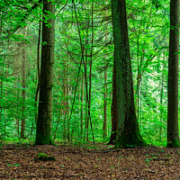 Buy canvas prints of green forest trees by Alex Winter