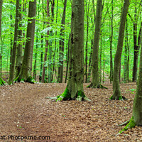 Buy canvas prints of Forest panorama with mossy tree trunks by Alex Winter