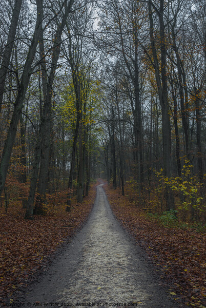 forest path on a foggy day at fall Picture Board by Alex Winter