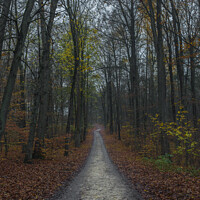 Buy canvas prints of forest path on a foggy day at fall by Alex Winter