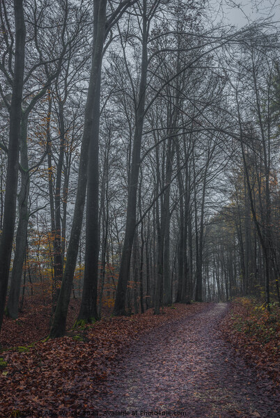 dark forest on a misty autum day Picture Board by Alex Winter