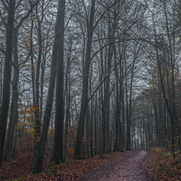 Buy canvas prints of dark forest on a misty autum day by Alex Winter