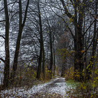 Buy canvas prints of Pathway through trees by Alex Winter