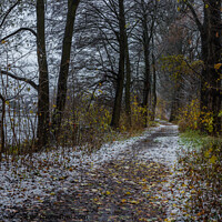 Buy canvas prints of Snowy walkway through trees  by Alex Winter