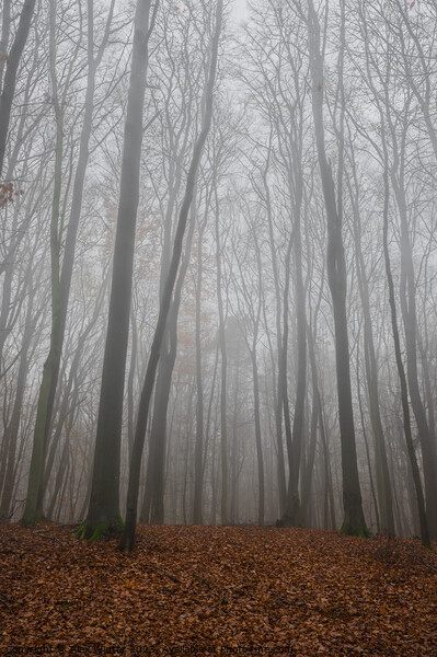 trees in foggy forest at fall Picture Board by Alex Winter