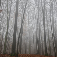 Buy canvas prints of trees in foggy forest at fall by Alex Winter