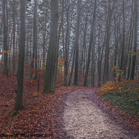 Buy canvas prints of foggy forest by Alex Winter