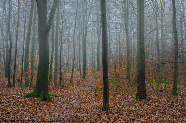 foggy forest Picture Board by Alex Winter