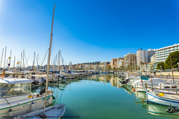 City and boats at marina port at coast of Palma de Majorca Picture Board by Alex Winter