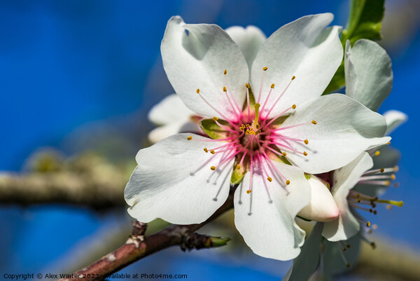 almond blossom Picture Board by Alex Winter
